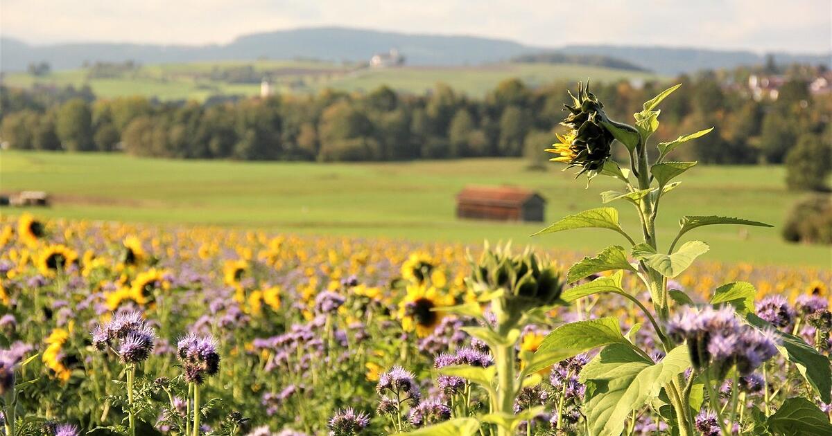 Da geht die Sonne auf