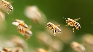 Zahlreiche Bienen belagerten in Kulmbach Müllsäcke, um an den Honig darin zu gelangen. (Symbolbild) Zahlreiche Bienen belagerten in Kulmbach Müllsäcke, um an den Honig darin zu gelangen. (Symbolbild)