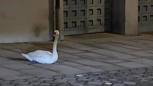Diesen Schwan hat Fahrlehrer Albert Hauk am Marienplatz in Landau am sp&auml;ten Montagabend bei einer Nachtfahrt entdeckt, da lebte das Tier noch und wies laut ihm keine sichtbaren Verletzungen auf.