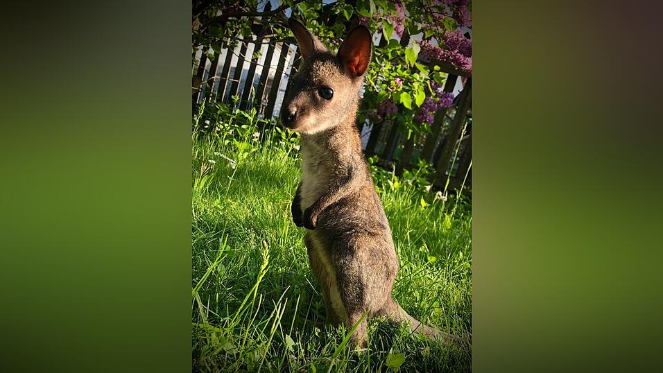 Neugierig erkundet Känguru-Mädchen Wyuna die Welt. Neugierig erkundet Känguru-Mädchen Wyuna die Welt.