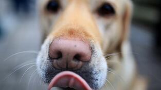 Im Kreis Erding ist ein Hund gestorben, nachdem er im eigenen Garten einen Giftköder gefressen hatte. (Symbolbild) Im Kreis Erding ist ein Hund gestorben, nachdem er im eigenen Garten einen Giftköder gefressen hatte. (Symbolbild)