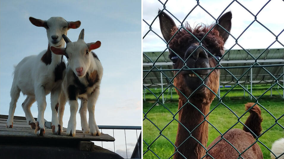 Neben Pferden leben Alpakas und Ziegen am Hof von Selina Wolfs Familie.