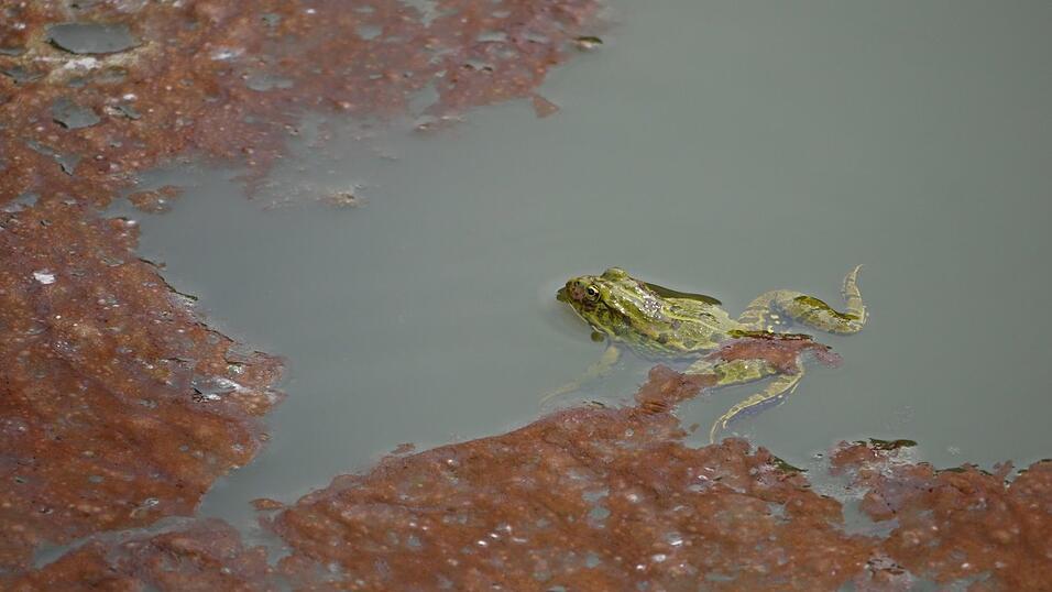 Wunderschönes Ausflugsziel in Passau: die Halser Ilzschleifen. Wunderschönes Ausflugsziel in Passau: die Halser Ilzschleifen.