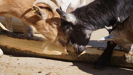 Die Ziegen knabbern an der Rinde, die ihnen gut schmeckt. Das Heruntersch&auml;len ist sicher auch ein Zeitvertreib.