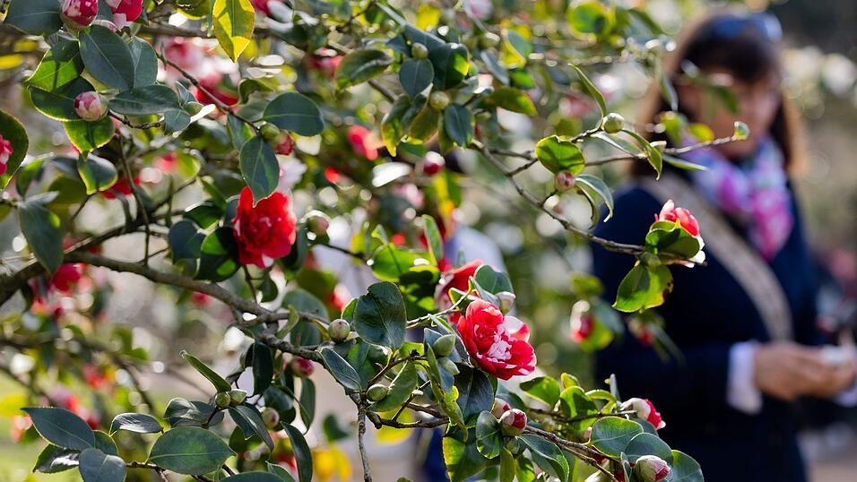 Am Dienstag sind vereinzelte Schauer und Gewitter &laquo;ganz zur Freude der langsam aufbl&uuml;henden Natur&raquo; m&ouml;glich, so Meteorologe Bauer.