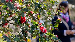 Am Dienstag sind vereinzelte Schauer und Gewitter &laquo;ganz zur Freude der langsam aufbl&uuml;henden Natur&raquo; m&ouml;glich, so Meteorologe Bauer.