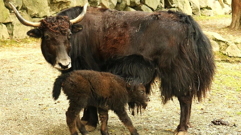 Yak Lian kümmert sich um ihr neugeborenes Kalb. Yak Lian kümmert sich um ihr neugeborenes Kalb.