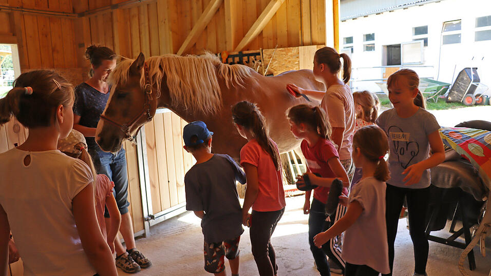Beim Putzen ließ sich Haflinger Leo geduldig von allen Mädchen striegeln und bürsten.