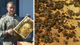 Dass er bei seiner Arbeit sowohl im Betrieb als auch zu Hause von den Bienen gestochen wird, gehört dazu. „Bei zehn höre ich meist auf zu zählen“, scherzt Julian Dass er bei seiner Arbeit sowohl im Betrieb als auch zu Hause von den Bienen gestochen wird, gehört dazu. „Bei zehn höre ich meist auf zu zählen“, scherzt Julian
