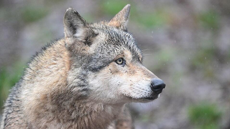 Ein Wolf verletzt eine Frau in der Einkaufsmeile Gro&szlig;e Bergstra&szlig;e. (Symbolbild)