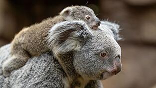 In der Wilhelma sind im vergangenen Jahr zwei Koala-Babys geboren worden. Nun stehen die Geschlechter der beiden fest. Hier trägt Koala-Weibchen Auburn ihr weibliches Jungtier durchs Gehege. (Foto-Handout)