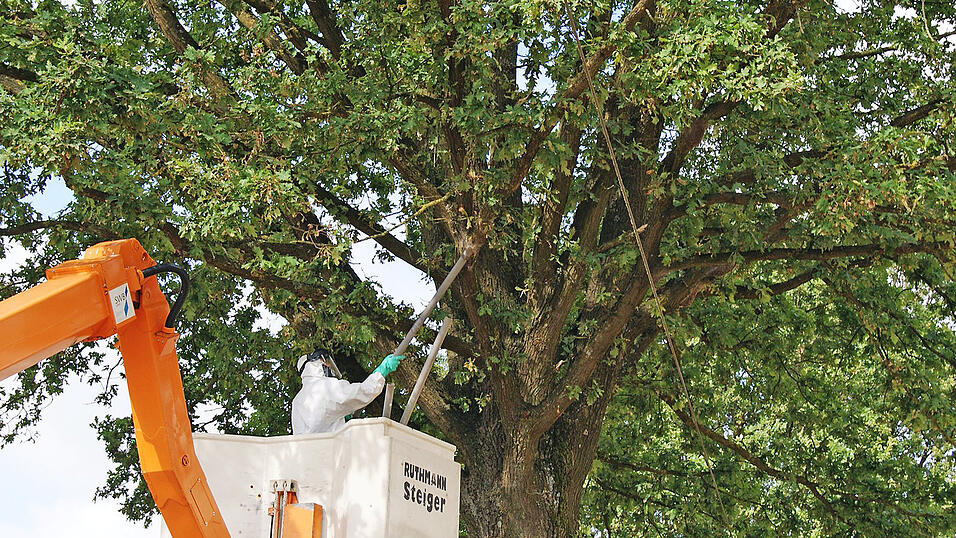Der Eichenprozessionsspinner wird im Landkreis Straubing-Bogen 'nur' abgesaugt. Gift w&uuml;rde auch N&uuml;tzlinge sch&auml;digen.
