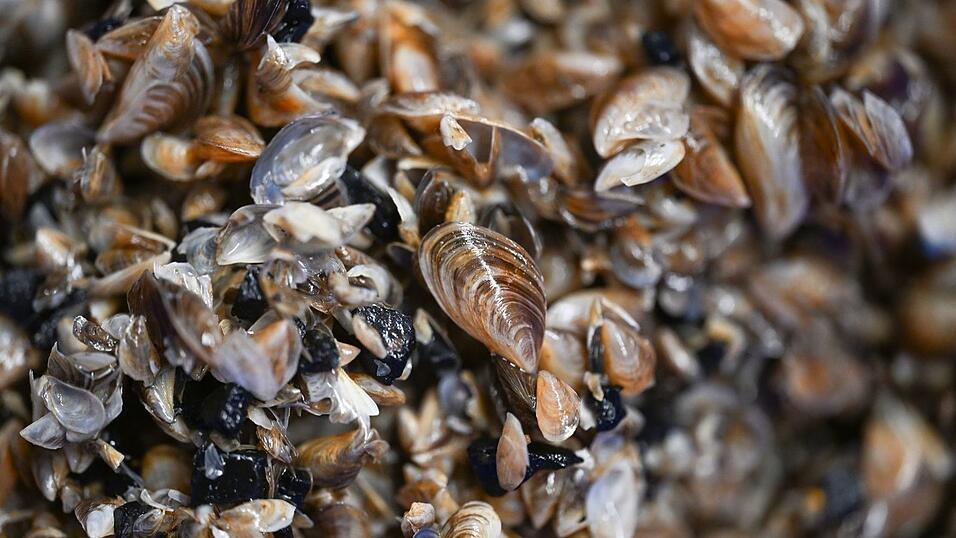 Die Muscheln breiten sich seit Jahren aus. (Archivbild) Die Muscheln breiten sich seit Jahren aus. (Archivbild)