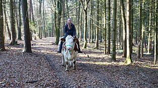 Dank ihres geduldigen Trainings sind für Romy Schlarb und ihre Reitkuh Bindi bereits kurze Ausritte in den familieneigenen Wald möglich. Dank ihres geduldigen Trainings sind für Romy Schlarb und ihre Reitkuh Bindi bereits kurze Ausritte in den familieneigenen Wald möglich.