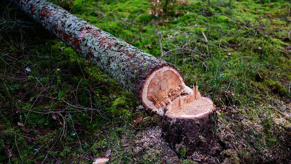 Manche würden die EU-Entwaldungsverordnung gerne zum Fallen bringen. (Symbolbild) Manche würden die EU-Entwaldungsverordnung gerne zum Fallen bringen. (Symbolbild)