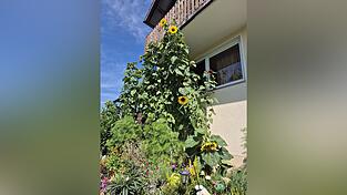 Haben Schlagzeilen gemacht: zwei riesige Sonnenblumen.