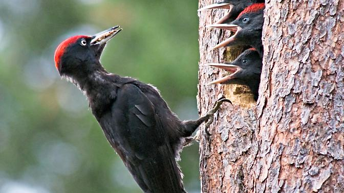 Der Schwarzspecht Der Schwarzspecht