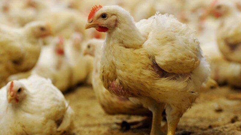 Geflügelhalter in Straubing müssen besondere Sicherungsmaßnahmen ergreifen. (Symbolbild) Geflügelhalter in Straubing müssen besondere Sicherungsmaßnahmen ergreifen. (Symbolbild)