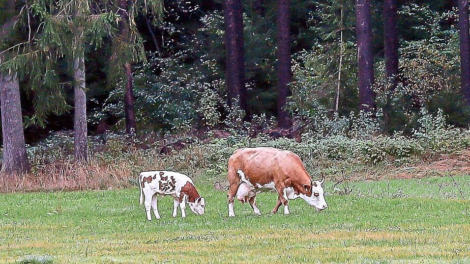 Friedlich grasen Kuh und Kalb auf einer Wiese bei Perschen (Kreis Schwandorf). Das Ungewöhnliche: Die Kuh ist vor etwa einem halben Jahr ausgebüxt, kalbte ab und lebt seither samt Nachwuchs in freier Wildbahn. Friedlich grasen Kuh und Kalb auf einer Wiese bei Perschen (Kreis Schwandorf). Das Ungewöhnliche: Die Kuh ist vor etwa einem halben Jahr ausgebüxt, kalbte ab und lebt seither samt Nachwuchs in freier Wildbahn.