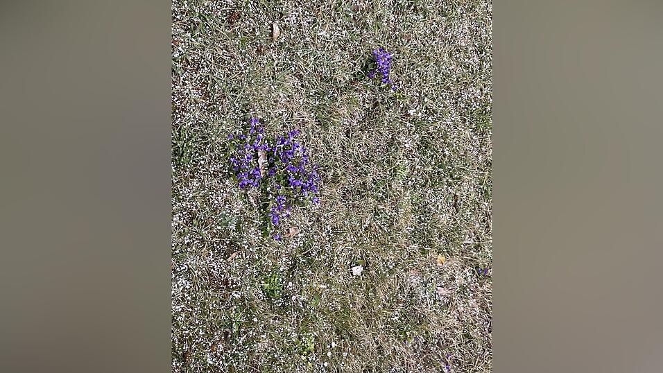 Auch die Veilchen machen sich bereit für den Frühling.