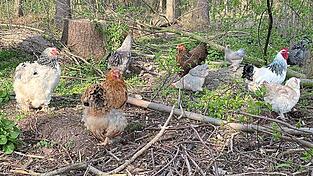 Obwohl heuer am Stauweiher bereits zw&ouml;lf Wildv&ouml;gel an Gefl&uuml;gelpest gestorben sind, m&uuml;ssen Gefl&uuml;gelhalter in Moosburg und Umgebung ihre Tiere nicht &uuml;ber Wochen hinweg einsperren. Dem Landesamt f&uuml;r Gesundheit und Lebensmittelsicherheit zufolge wird das Haus- und Nutzgefl&uuml;gel durch die einschl&auml;gigen Biosicherheitsma&szlig;nahmen vor einer Einschleppung der Vogelgrippe gesch&uuml;tzt.