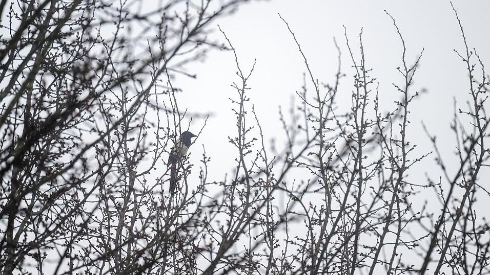 Das Wetter in Bayern bleibt tr&uuml;b. (Archivbild)