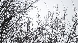 Das Wetter in Bayern bleibt tr&uuml;b. (Archivbild)