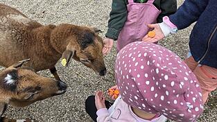 Eine tolle Aufgabe: Das Füttern der Kamerunschafe gehört zum Tagesablauf der Kinder dazu. Eine tolle Aufgabe: Das Füttern der Kamerunschafe gehört zum Tagesablauf der Kinder dazu.