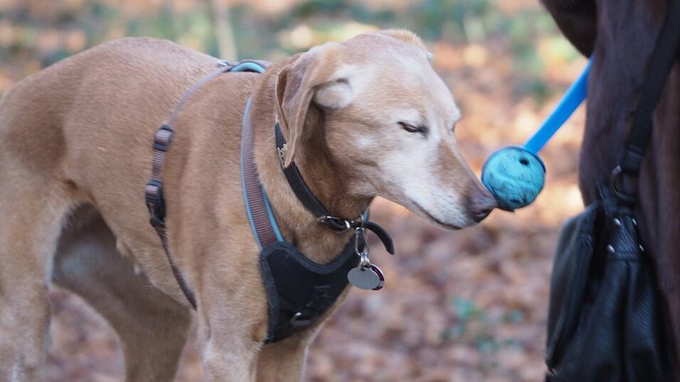 Das Problem liegt oft am anderen Ende der Leine – viele unerfahrene Halter sind mit ihren Hunden überfordert. (Symbolbild) Das Problem liegt oft am anderen Ende der Leine – viele unerfahrene Halter sind mit ihren Hunden überfordert. (Symbolbild)