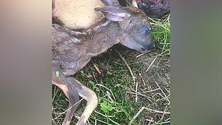 Das erschossene Reh hatte zwei Rehkitze getragen. Der Wilderer lie&szlig; sie einfach tot zur&uuml;ck.