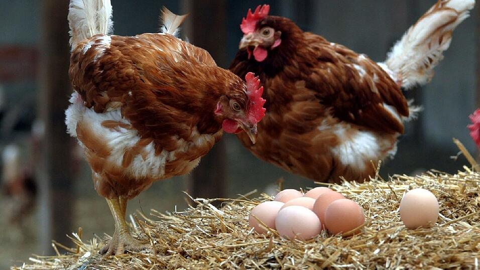 Bayern-Ei Standort Tabertshausen darf wieder Eier produzieren.