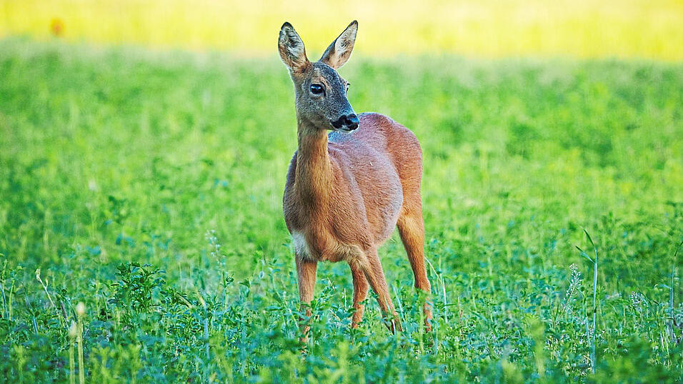 Verbissschäden werden vor allem von Rehen, Hirschen und dem Damwild verursacht. Verbissschäden werden vor allem von Rehen, Hirschen und dem Damwild verursacht.