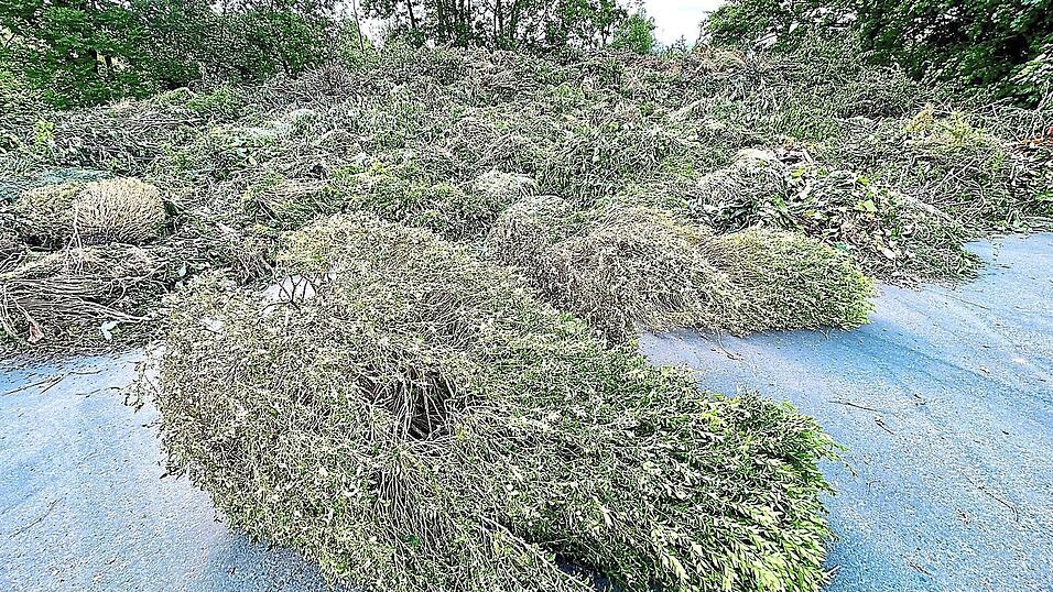 Auf der Grüngutsammelstelle der Kreiswerke am Eichertweg wurden mehrere vom Zünsler befallene Buchsbäume abgelegt. Dies darf nicht sein. Um eine Ausbreitung einzudämmen, gehören kleinere Mengen in die Mülltonne, größere in die Müllumladestation in Wackerling, jeweils gut verpackt in Plastiksäcken. Auf der Grüngutsammelstelle der Kreiswerke am Eichertweg wurden mehrere vom Zünsler befallene Buchsbäume abgelegt. Dies darf nicht sein. Um eine Ausbreitung einzudämmen, gehören kleinere Mengen in die Mülltonne, größere in die Müllumladestation in Wackerling, jeweils gut verpackt in Plastiksäcken.