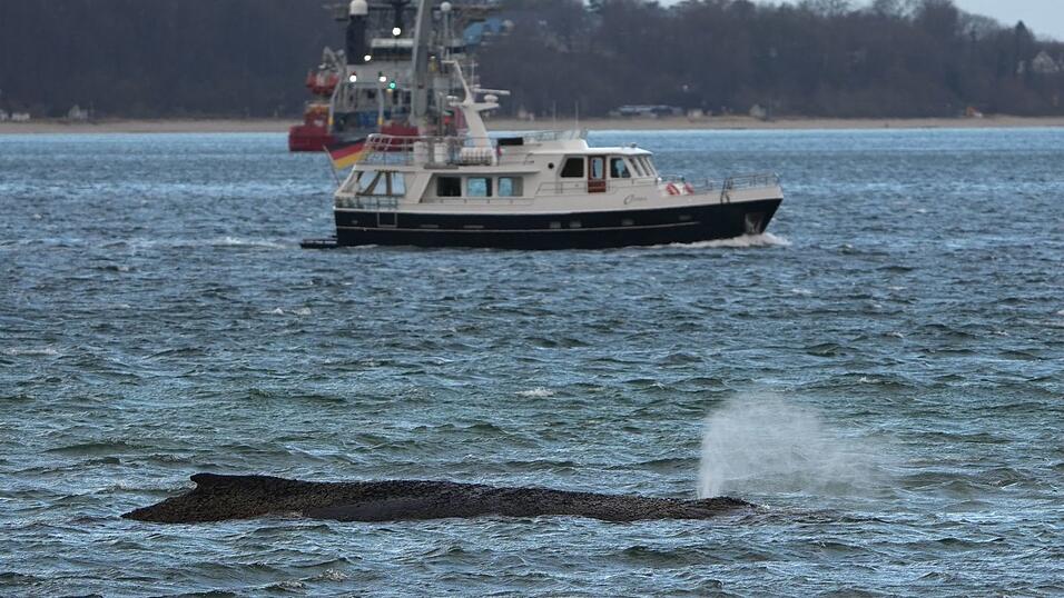 Ein gr&ouml;&szlig;erer Saugbagger wird demn&auml;chst vor Ort erwartet.