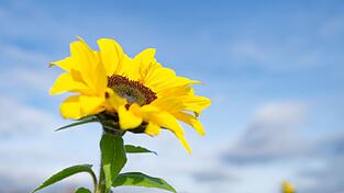 Besonders der Süden profitiert von der Wetterlage. Besonders der Süden profitiert von der Wetterlage.