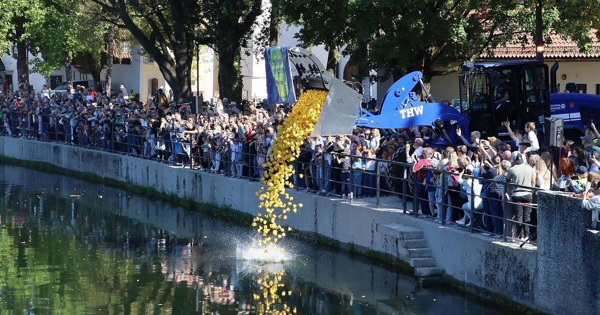6,000 racing ducks race each other on the Isar River.