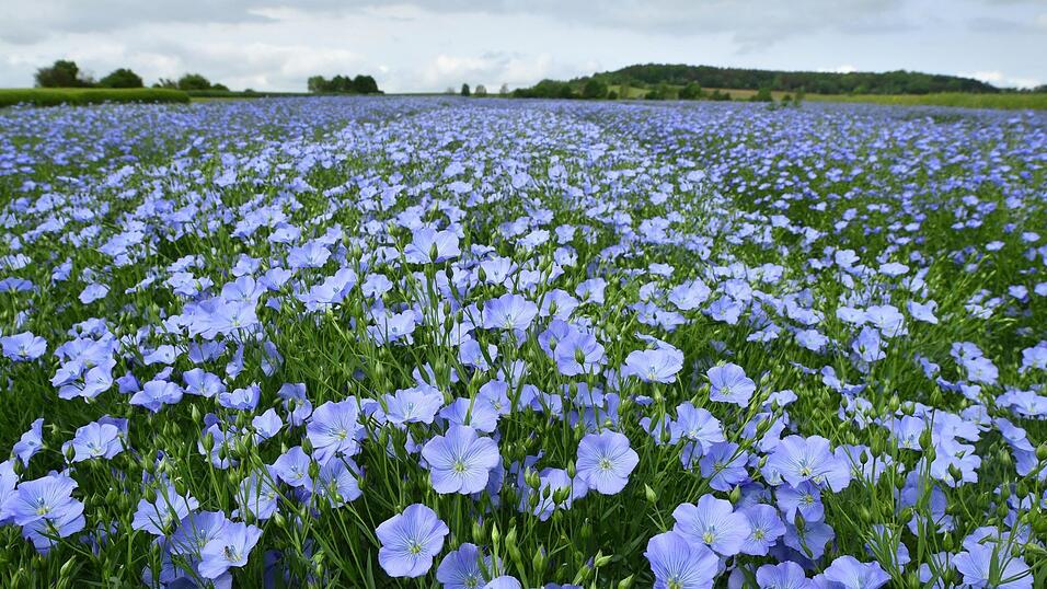 Auf einem Feld der Pflanzenbau-Versuchsstation der Th&uuml;ringer Landesanstalt f&uuml;r Landwirtschaft bl&uuml;ht der Lein (Flachs).