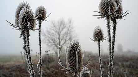 &laquo;Zunehmend winterlich kalt&raquo;, lautet die Vorhersage des Deutschen Wetterdiensts (DWD) f&uuml;r die n&auml;chsten Tage.