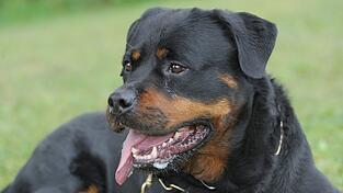 Nach dem Angriff auf den Kinderwagen entfernte sich der Hundebesitzer vo Ort des Geschehens. (Symbolbild)