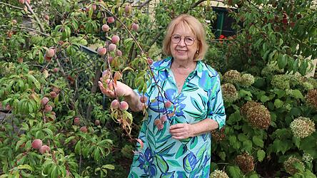 Der Pfirsichbaum im Naturgarten von Maria Bauer trägt zwar viele Früchte, die allerdings sehr klein sind. „Das haben Hitze und Trockenheit verursacht“, weiß die Gärtnerin. Der Pfirsichbaum im Naturgarten von Maria Bauer trägt zwar viele Früchte, die allerdings sehr klein sind. „Das haben Hitze und Trockenheit verursacht“, weiß die Gärtnerin.