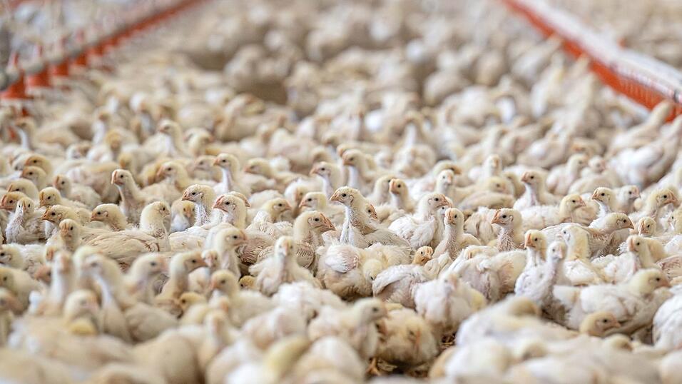 Im ersten Halbjahr wurden deutlich weniger Geflügeltiere geschlachtet. Im ersten Halbjahr wurden deutlich weniger Geflügeltiere geschlachtet.