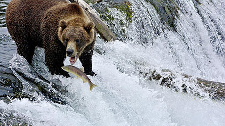 Der Biologe Moritz Klose verbrachte 2019 mehrere Wochen in Alaska, um Braunbären aus nächster Nähe zu beobachten und ihr Verhalten zu studieren. Diesen Bär beobachtete er beim Lachsfang im Katmai-Nationalpark.