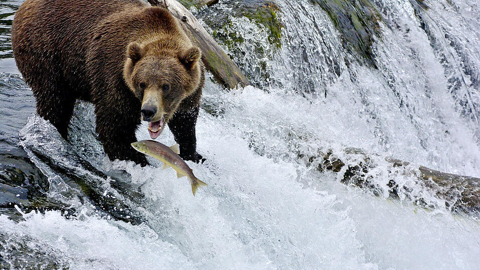 Der Biologe Moritz Klose verbrachte 2019 mehrere Wochen in Alaska, um Braunbären aus nächster Nähe zu beobachten und ihr Verhalten zu studieren. Diesen Bär beobachtete er beim Lachsfang im Katmai-Nationalpark.