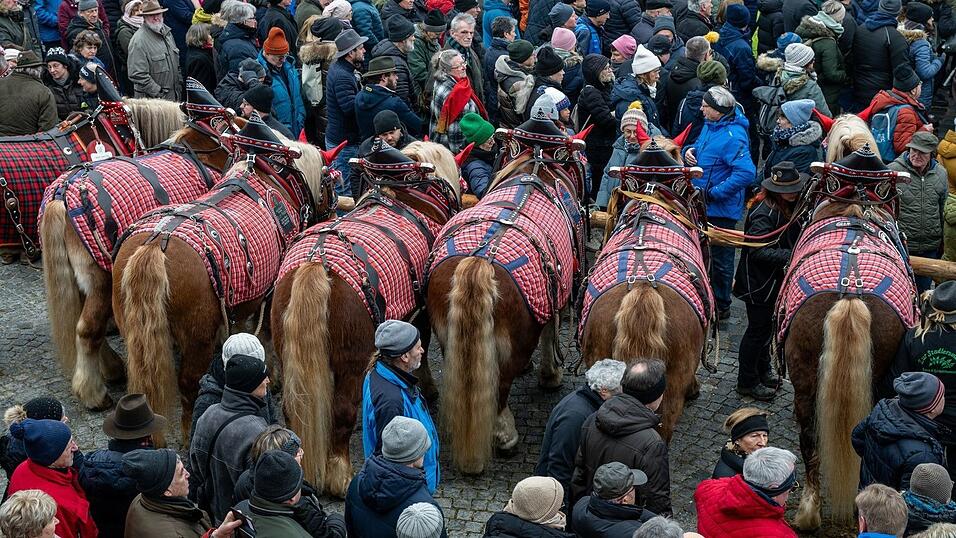 Etwa 100 Tiere waren den Veranstaltern zufolge beteiligt.