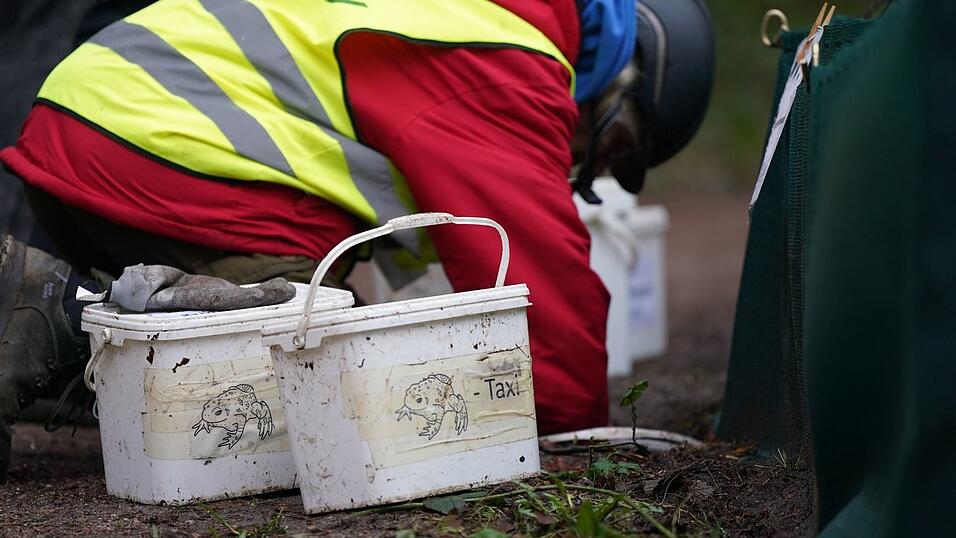 Ehrenamtliche Helfer bringen Fr&ouml;sche und Lurche &uuml;ber die Stra&szlig;e. (Symbolbild)