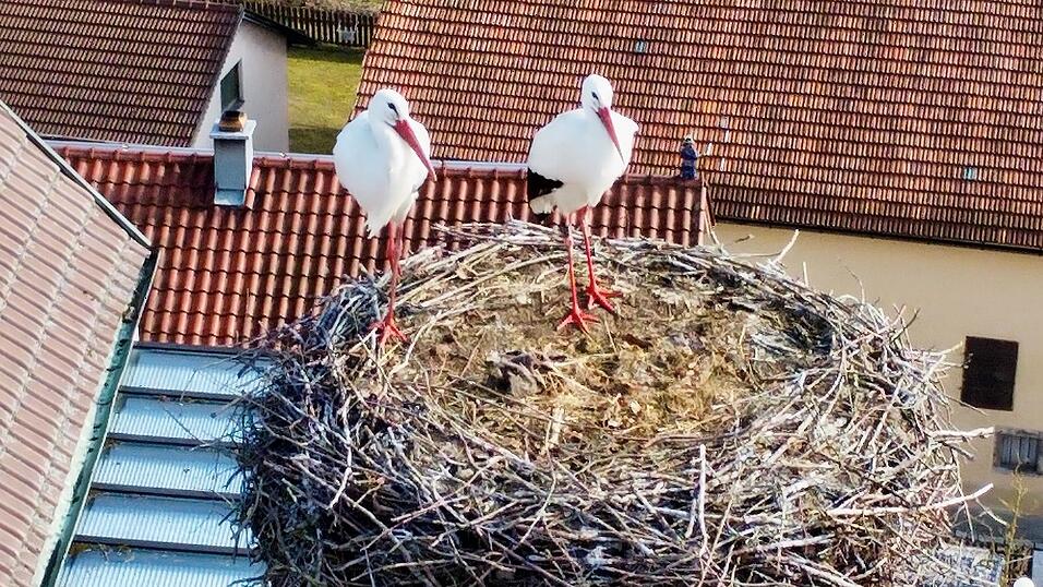 Diese beiden St&ouml;rche haben es sich auf dem Schie&szlig;l-Kamin an der Rosenstra&szlig;e gem&uuml;tlich gemacht.