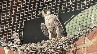 Hoch oben am Turm der Basilika nisten die Wanderfalken. Taubenfedern zeugen vom guten Appetit der Greifvögel. Hoch oben am Turm der Basilika nisten die Wanderfalken. Taubenfedern zeugen vom guten Appetit der Greifvögel.