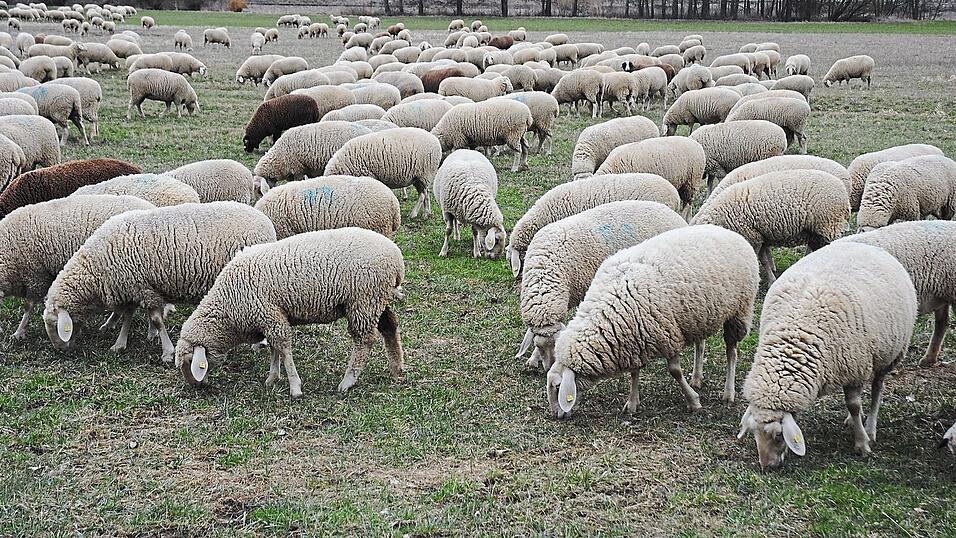 Im Ortsteil Jellenkofen lie&szlig; ein Wanderhirte auf seiner Durchreise seine 300 Schafe weiden.