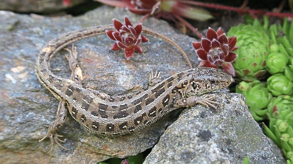 Je vielfältiger der Garten, desto artenreicher ist nicht nur die Pflanzen-, sondern auch die Tierwelt darin. Je vielfältiger der Garten, desto artenreicher ist nicht nur die Pflanzen-, sondern auch die Tierwelt darin.