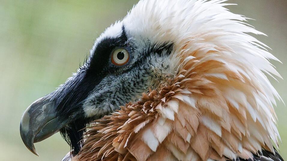 Inzwischen gibt es wieder 350 Bargeier in den Alpen (Archivbild)